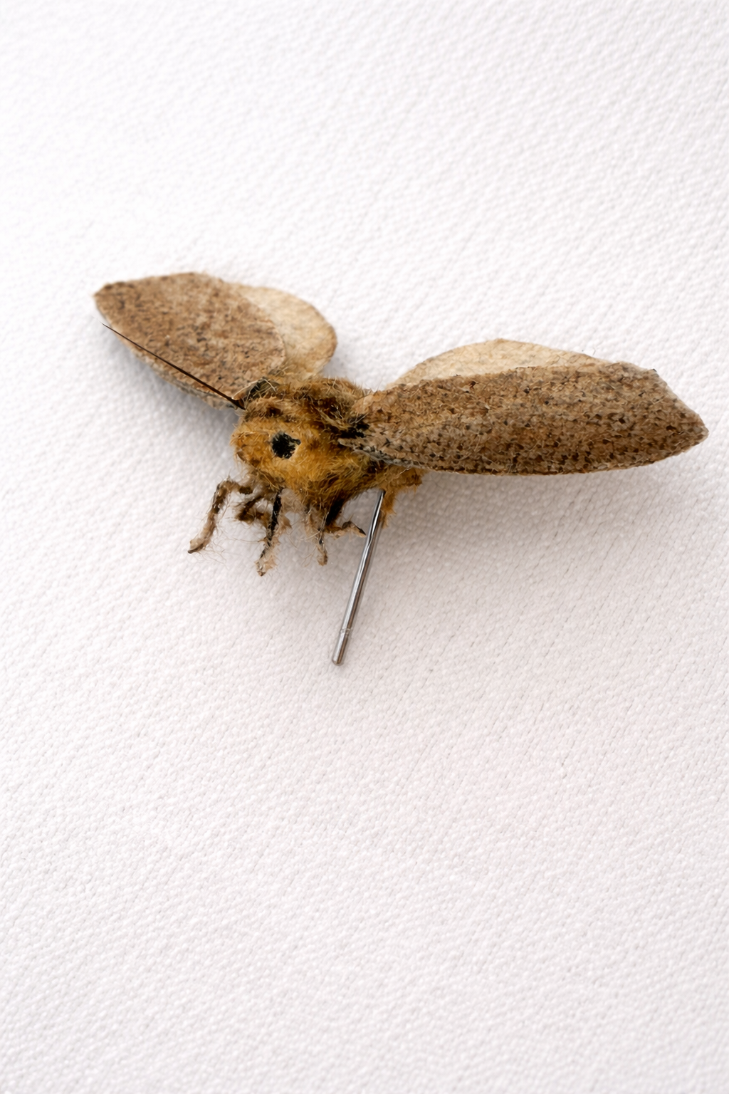 Moth with pin mounting