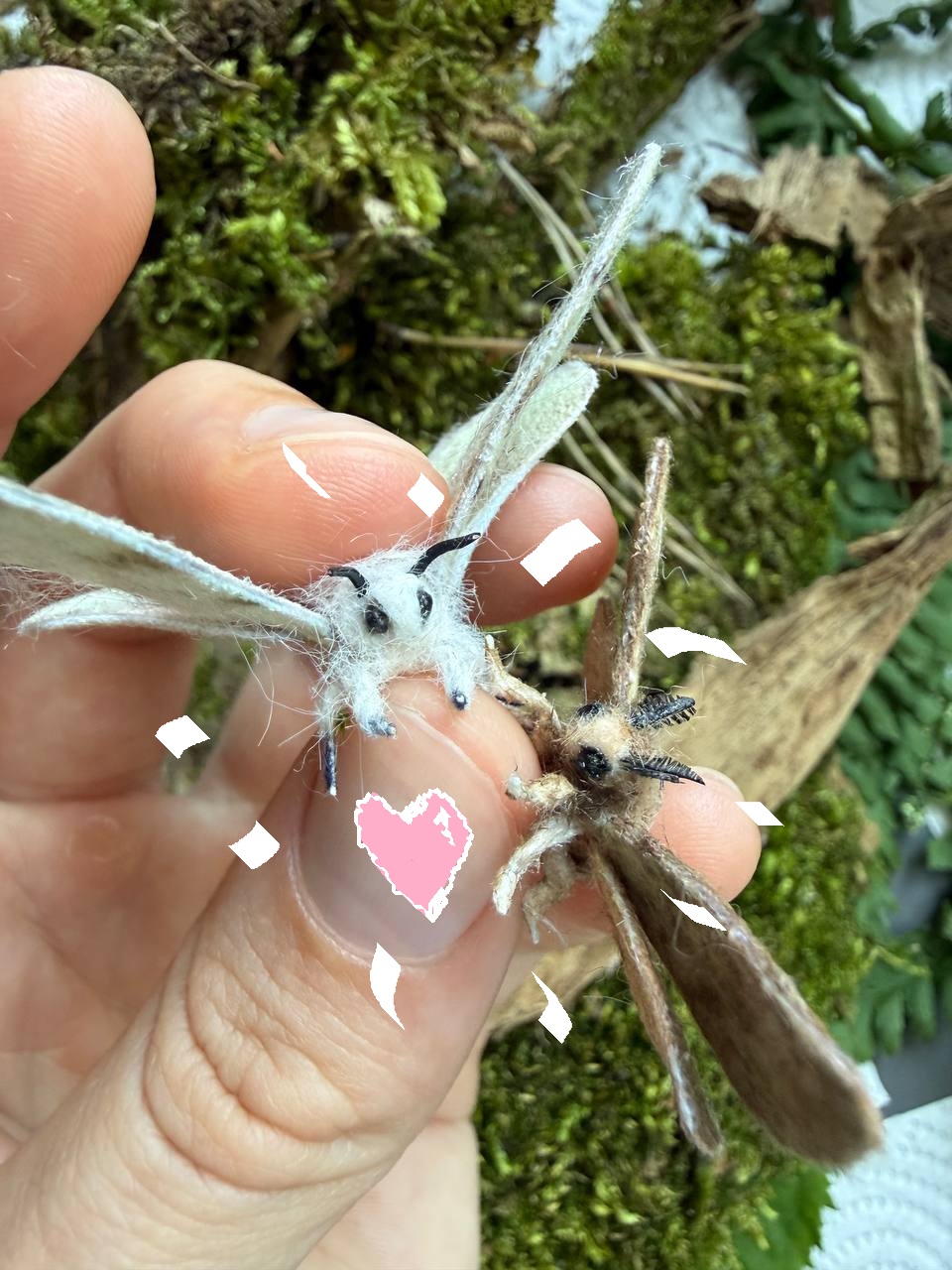 Lymantria dispar female and male together